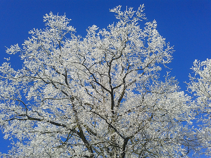 tree, hoarfrost, winter, cold, frost, ice, branches