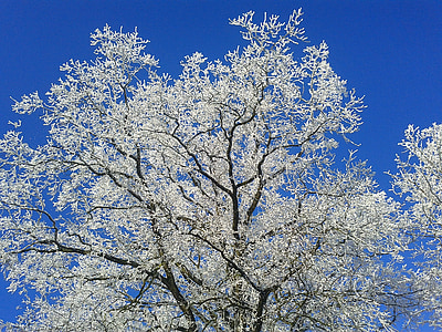 arbre, gelée blanche, hiver, froide, gel, glace, branches