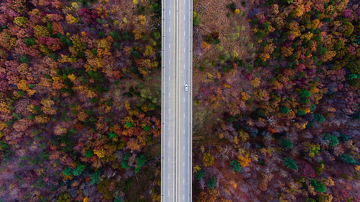 view, trees, beside, road, autumn, tree, symmetrical