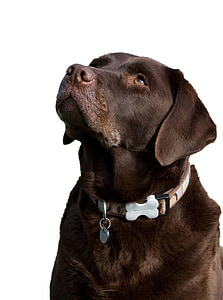 Labrador, hund, choklad, brun, isolerade, vit, bakgrund