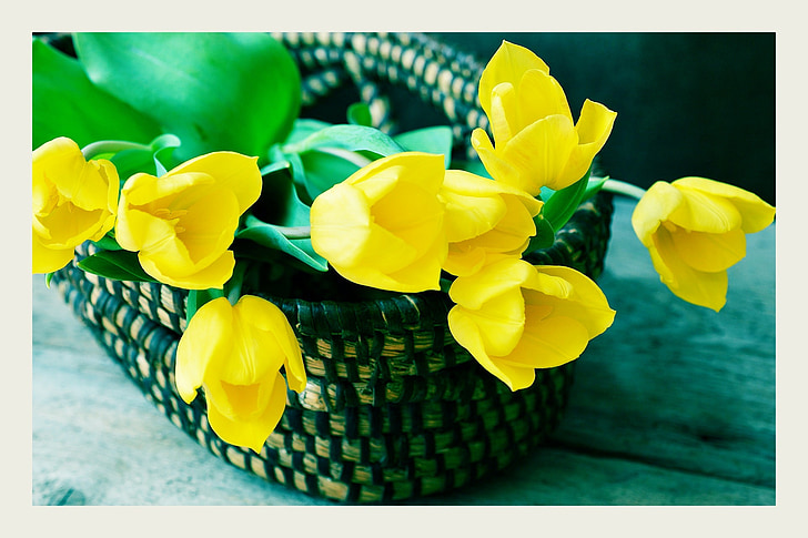 tulppaanit, keltainen, kukka, kori