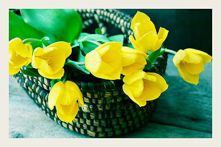 tulipes, groc, flor, cistella
