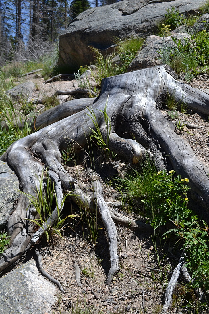 tree roots, roots, tree with roots, environment, forest, ecology, stump
