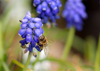 开花, 绽放, 紫罗兰色, 蜜蜂, 蓝色, 花, 花园