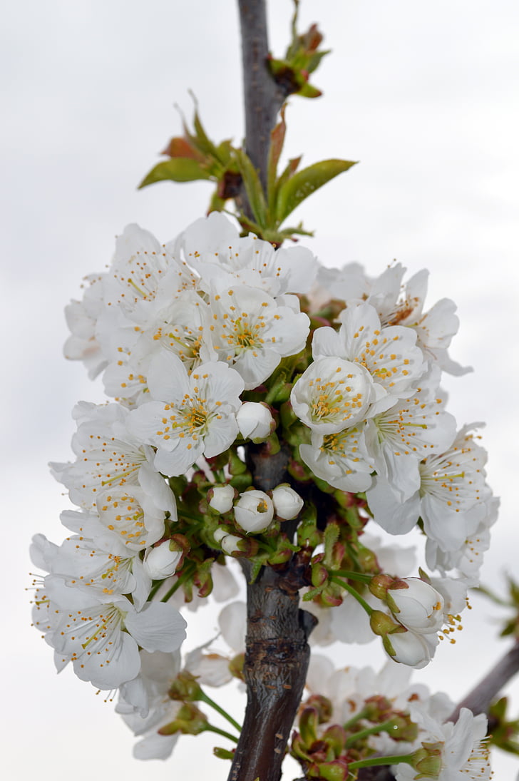 Cherry, bloem, lente, bloei, witte bloemen, witte bloem, bloemen cherry