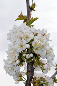 Cherry, bunga, musim semi, berbunga, bunga putih, bunga putih, bunga ceri