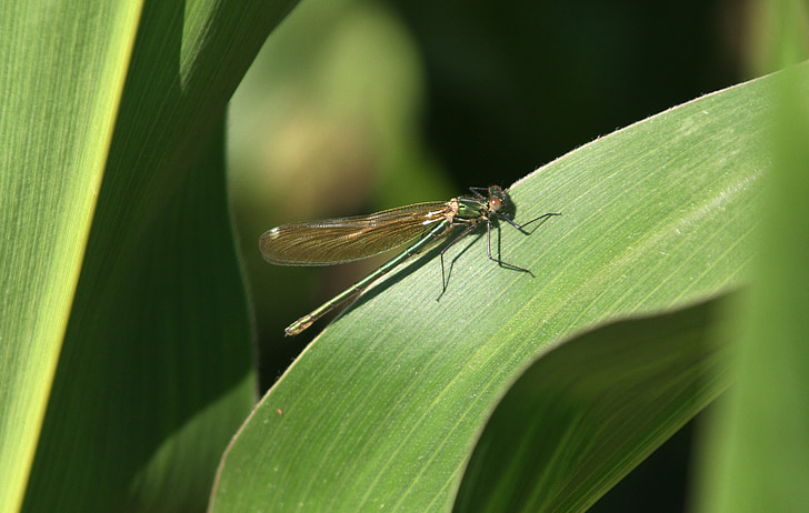 dragonfly, leaf, corn, green, nature, summer, water