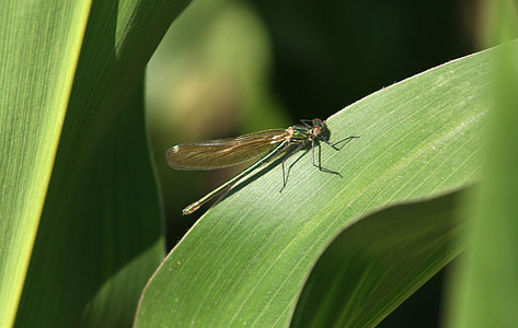 dragonfly, leaf, corn, green, nature, summer, water
