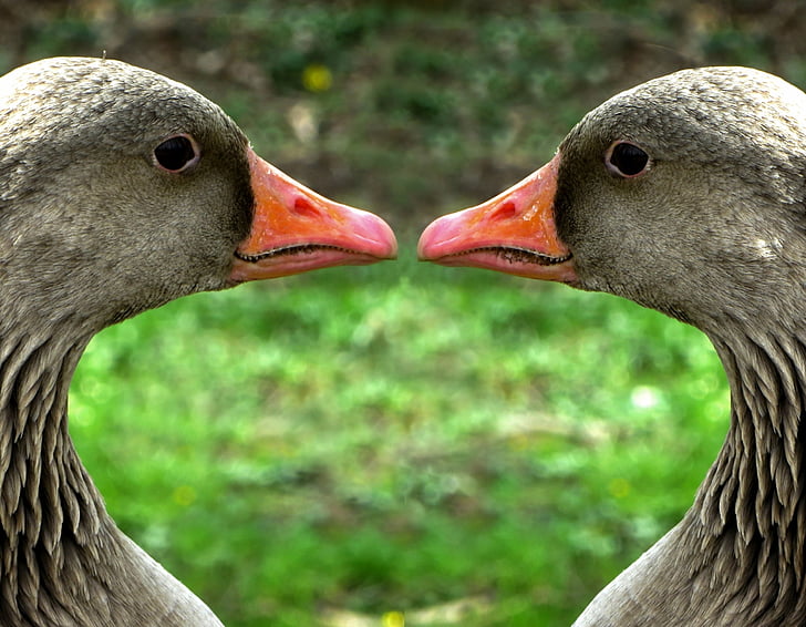 Free photo: greylag goose, poultry, animal, bird, water bird, bill, goose |  Hippopx