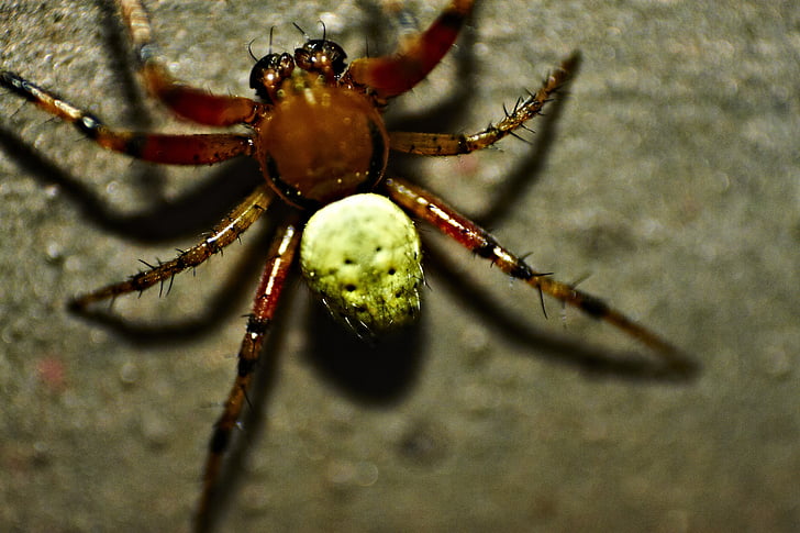 pumpkin spider, spider, close, macro, arachnid, insect, animal