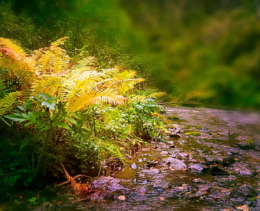 папрат, растителна, Есен, природата, пейзаж, приказка, река
