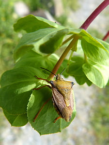 me pentatómido, dolycoris baccarum, Escarabajo de la, insectos, flor, detalle, antenas