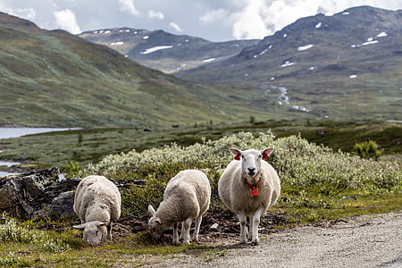 três, Branco, ovelhas, ao seu lado, verde, grama, animal