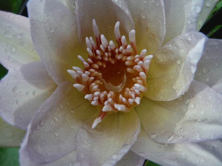 lotus, white, drops, water, dew