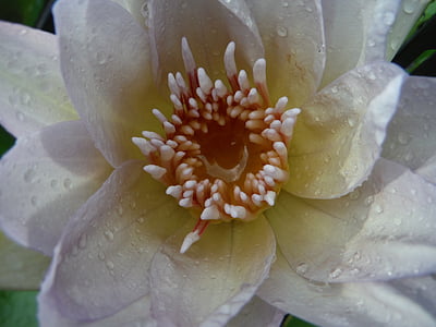 Lotus, bela, kapljice, vode, Rosi