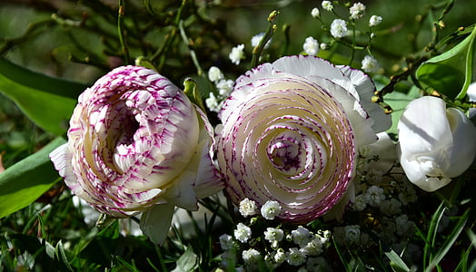 kvety, Kytica, Ranunculus, biela, biele kvety, Zelená, krásny