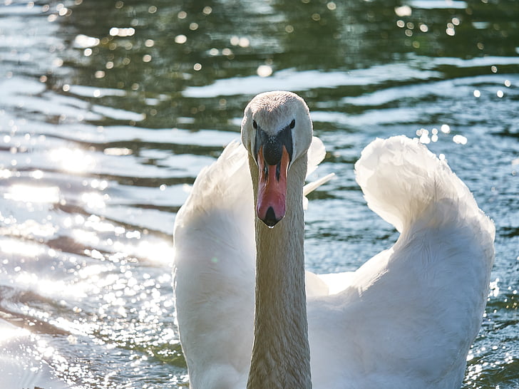 Swan, apa, înot, alb, pur şi simplu, monogame, pasăre de apă