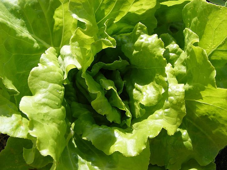 lettuce, vegetables, healthy