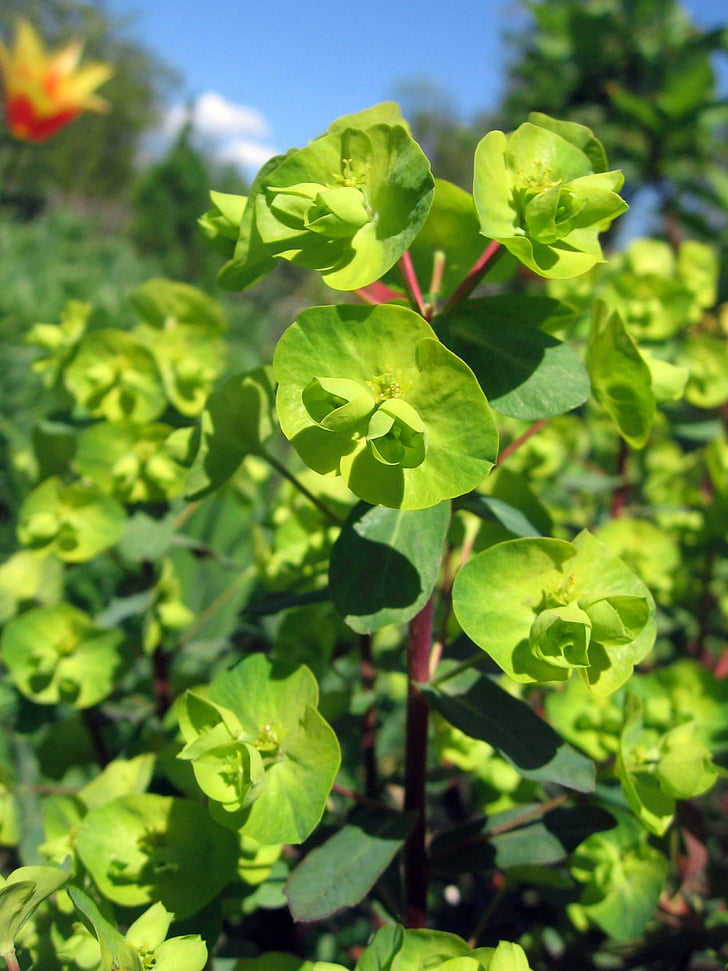 fleurs, plantes, nature, vert, jardin