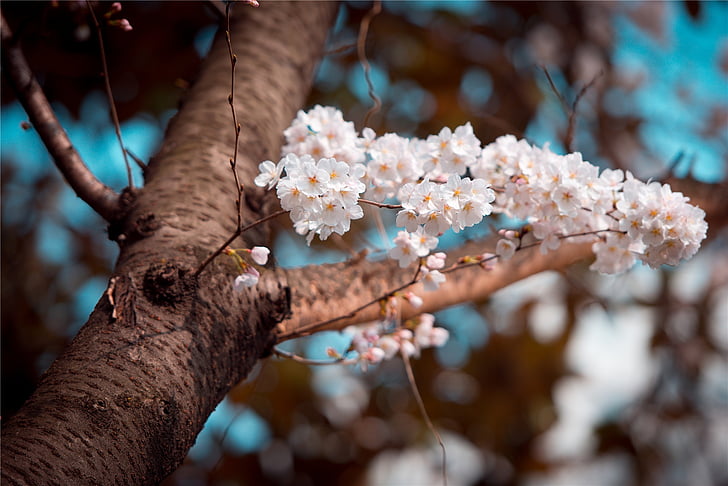 桜の花, 小さな新鮮な, 美しい, 花, 太陽の光, 明るい, ツリー