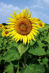 sunflower, summer, yellow, flower, agriculture, plant, nature