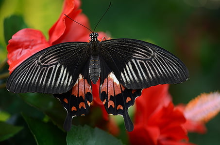 sommerfugl, svart, rød, hvit, insekt, fargerike, vinger
