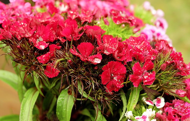 Sweet william, kukka, kukat, vaaleanpunainen, punainen, neilikan perhe, sadepisara
