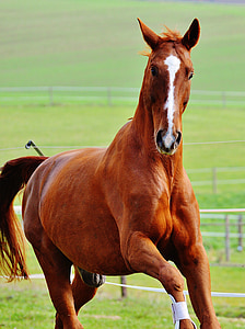 kôň, zviera, Ride, Reiterhof, hnedá, spojky, lúka