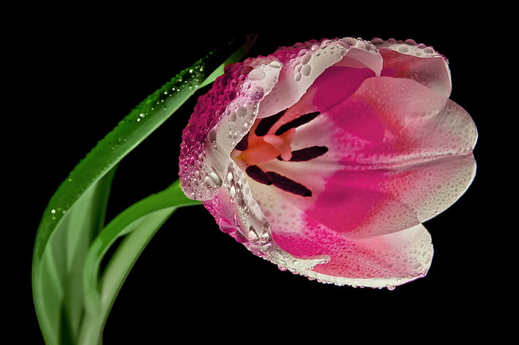 Bloom, květ, Flora, květ, závod, mokrý, Příroda