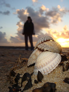 mussels, sea, sand, mussel shells, sand beach, flotsam, holiday