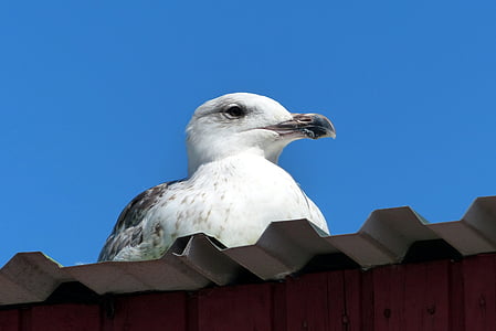 ring, billed, gull, roof, clear, blue, sky