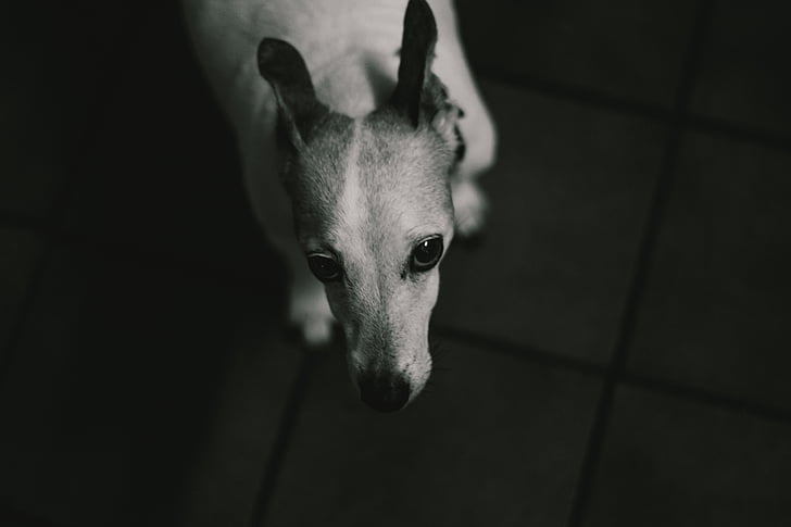 grayscale, photo, hound, dog, puppy, animal, one animal