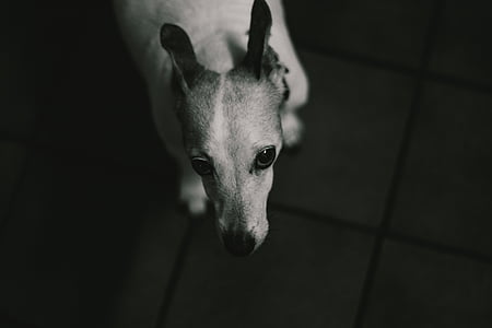 escala de grises, Foto, Hound, perro, cachorro, animal, un animal