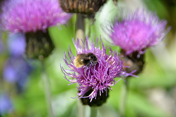 mountain bumblebee, thistle, blossom, bloom, close, pollen