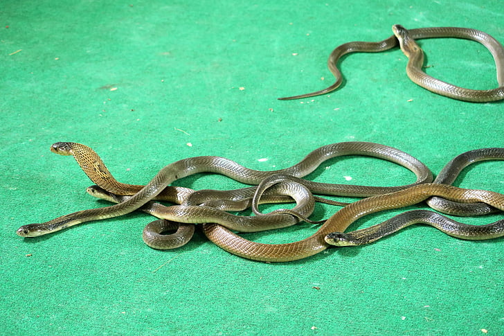 « Cobras », serpents, animation touristique