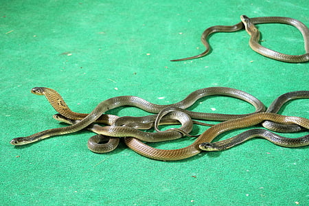 « Cobras », serpents, animation touristique