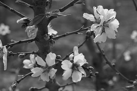bunga, pohon almond, musim semi, pohon almond alam, almond cabang mekar