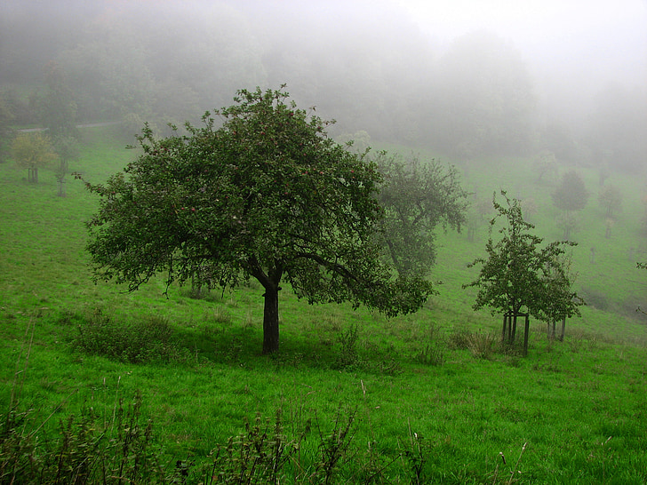 autumn mood, fog, meadow, trees, foggy, fruit tree, green