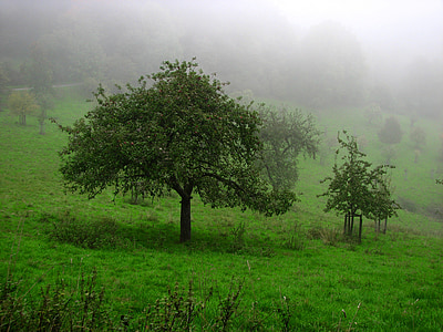 humeur automne, brouillard, Meadow, arbres, brumeux, arbre fruitier, vert