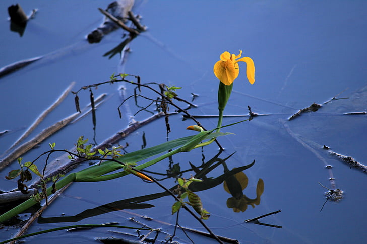water, reflection, flower, water lily, blue, yellow