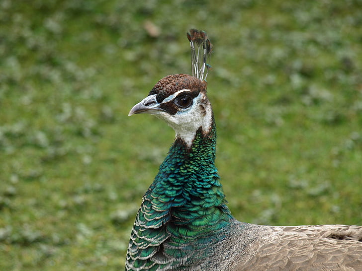 Peacock vrouwtjes, Peacock, vogel, hoofd