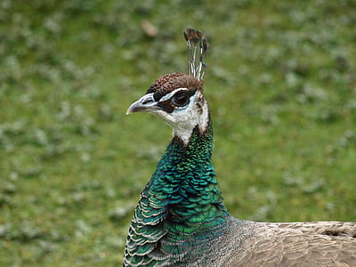 peacock females, peacock, bird, head
