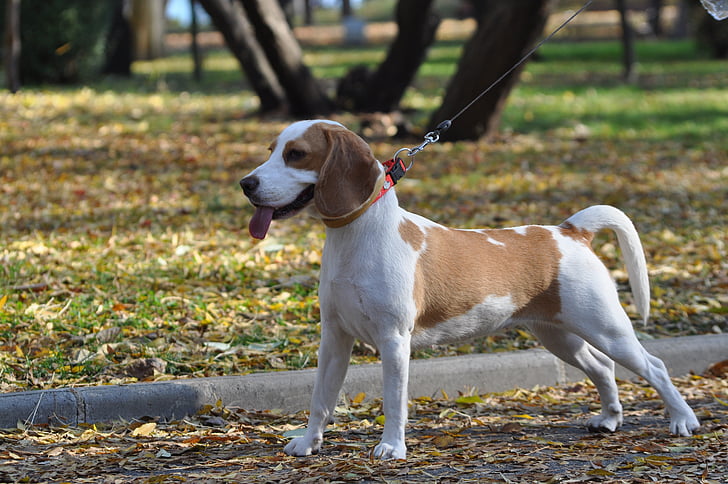 Beagle, chien, mignon, canine, animal de compagnie, animal, chiot