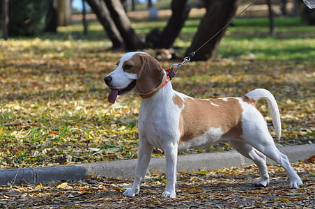 Beagle, gos, valent, canina, animal de companyia, animal, cadell