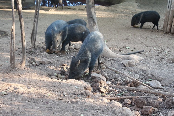 boar, animal, hog, mammal, nature, pig, wild