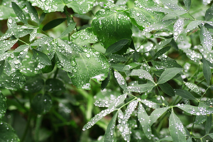 sadetta, Luonto, lehdet, Dew drop, pudota, pisara vettä, kevään