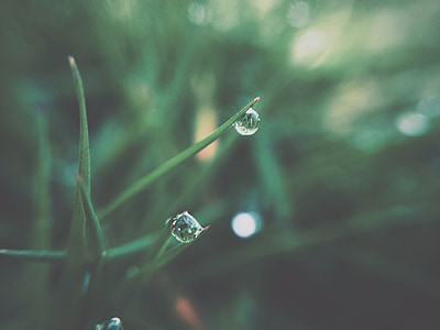 dew, grass, plants, green, nature, drop, close-up