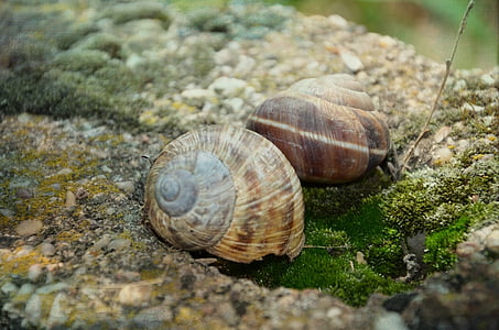 snail, stone, shell, green, helix, animal, nature