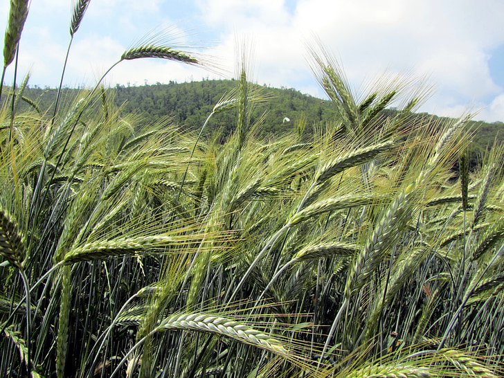 pšenice, ušesa, kmetijstvo