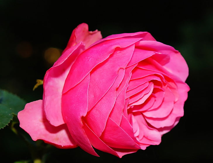steg, Blossom, Bloom, Rosen blomstrer, Pink, Fragrance, skønhed